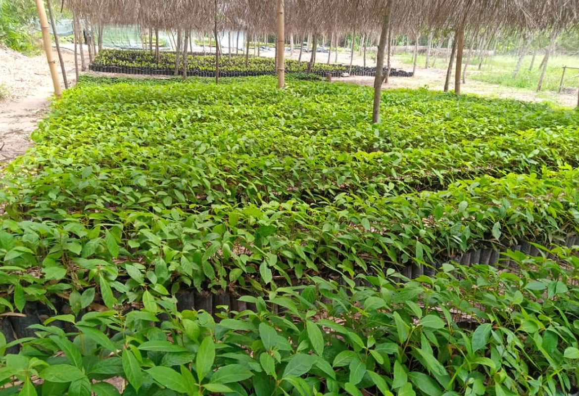 Ho West District Assembly To Plant 15,000 Trees To Protect Water Bodies